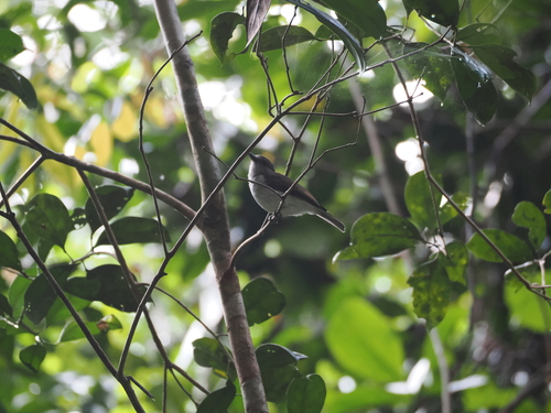 Mangrove Whistler (Pachycephala cinerea), photo 3