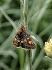 Pyrausta aurata