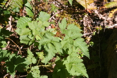 Rubus spectabilis spectabilis