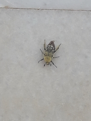 Heterocnemis graeca