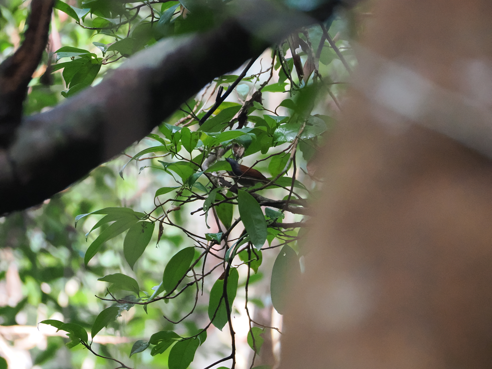 Chestnut-winged Babbler