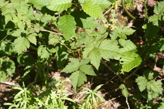 Rubus spectabilis spectabilis