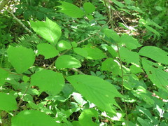 Ulmus laciniata