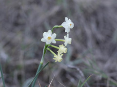 Narcissus dubius