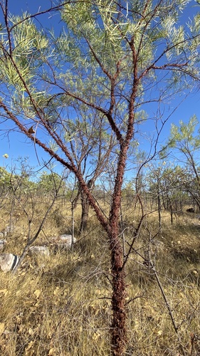 Acacia delibrata