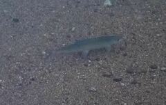 Baikal Whitefish photo 2