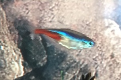 Paracheirodon innesi