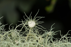 Usnea florida
