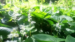 Maianthemum dilatatum