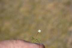Linanthus harknessii