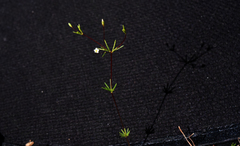 Linanthus harknessii