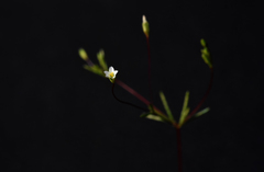 Linanthus harknessii