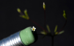 Linanthus harknessii