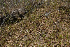 Linanthus harknessii
