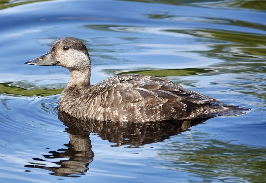 Common Scoter