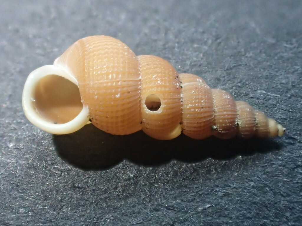 Gyroscala purpurata