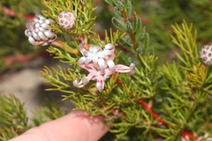 Serruria gremialis