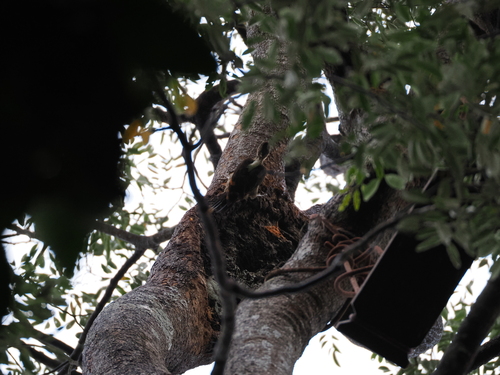 Orange-backed Woodpecker (Chrysocolaptes validus), photo 9
