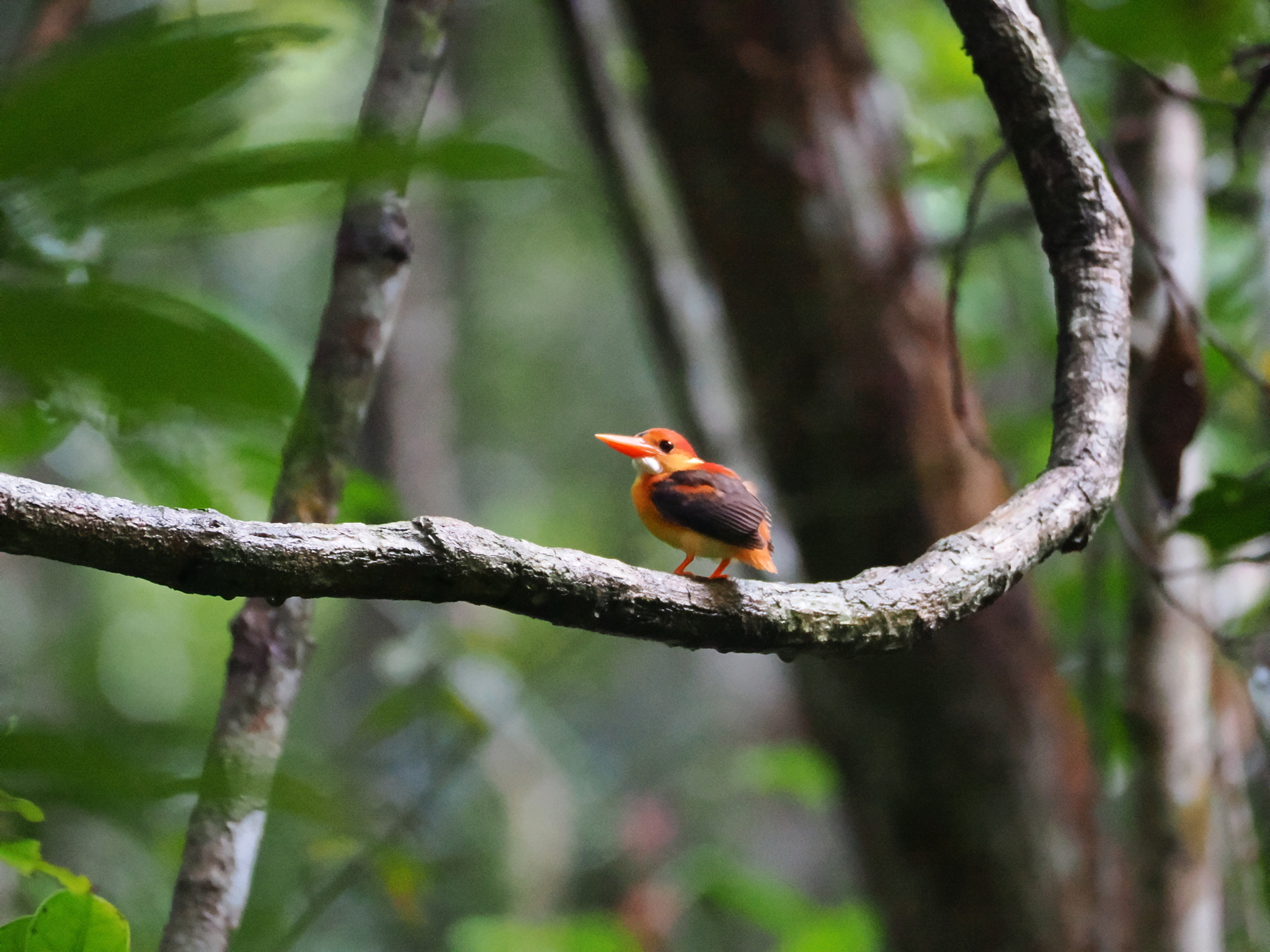 Black-backed Dwarf Kingfisher