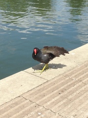 Gallinula chloropus