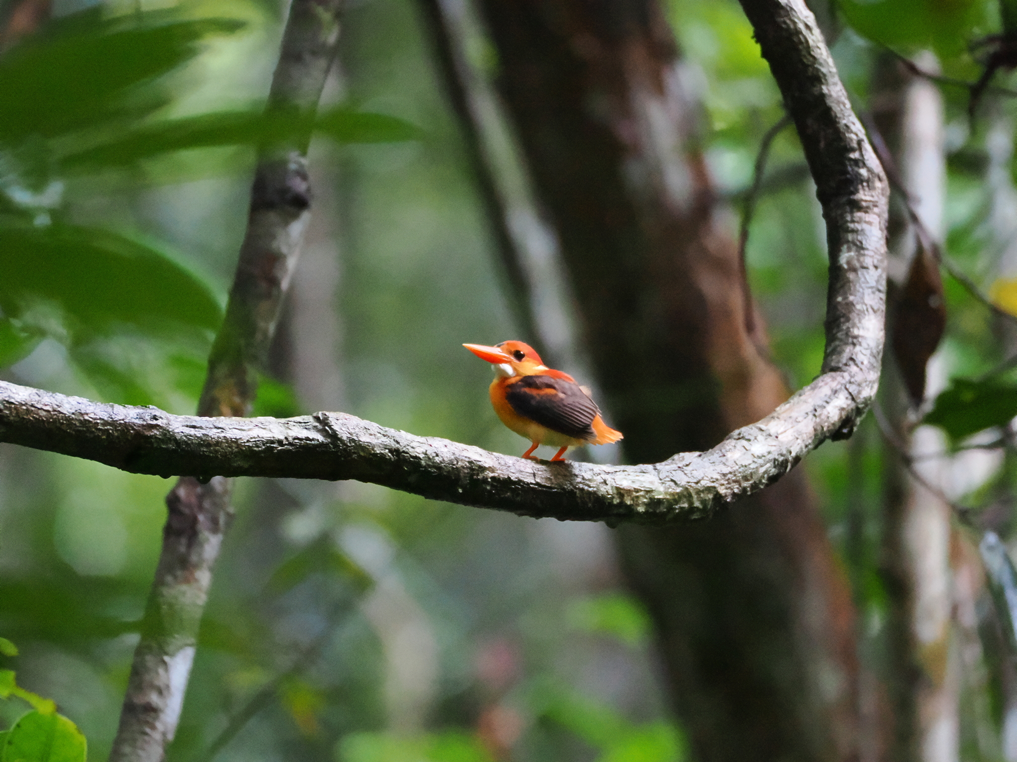 Black-backed Dwarf Kingfisher