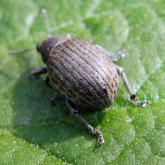 Attactagenus plumbeus