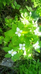 Cornus canadensis