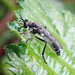 Dioctria hyalipennis