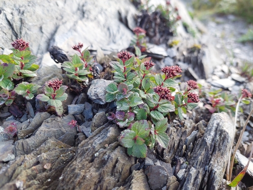 Spiraea morrisonicola, photograph 4