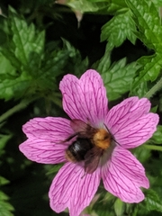 Bombus pascuorum