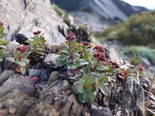 Spiraea morrisonicola, photograph 5