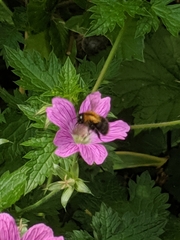 Bombus pascuorum