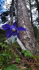 Aquilegia alpina