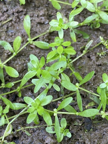 Callitriche palustris iNat (2)