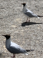 Chroicocephalus ridibundus