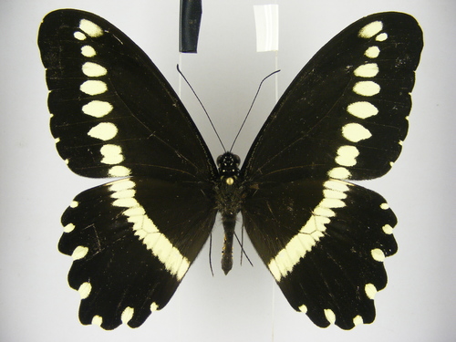 Papilio mechowi