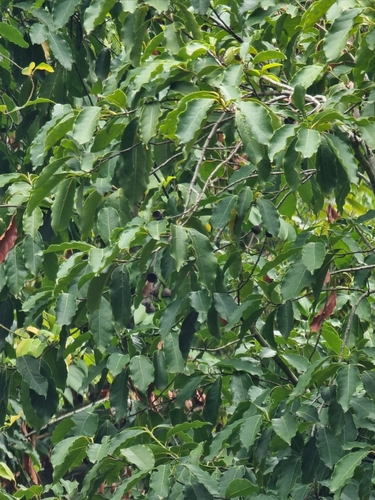 Image of Ocotea foetens by (c) Vítor Jorge, some rights reserved (CC BY)