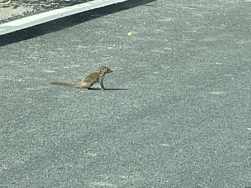 Northern Treeshrew