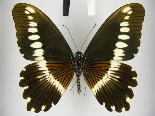 Papilio mechowi