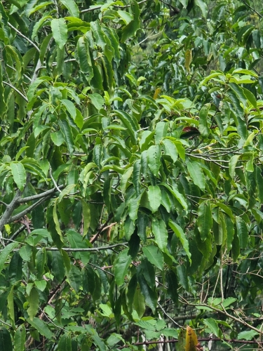 Image of Ocotea foetens by (c) Vítor Jorge, some rights reserved (CC BY)