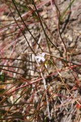 Epilobium minutum