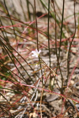 Epilobium minutum