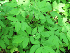 Caulophyllum robustum