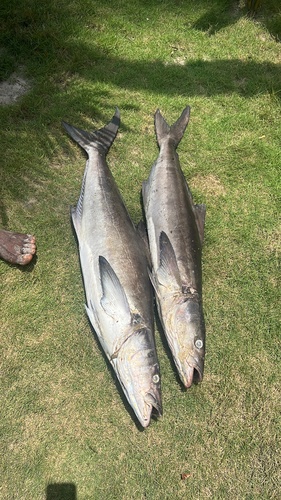 Cobia