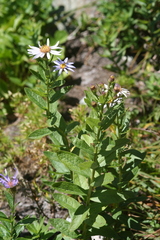 Eucephalus ledophyllus