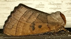 Datana major