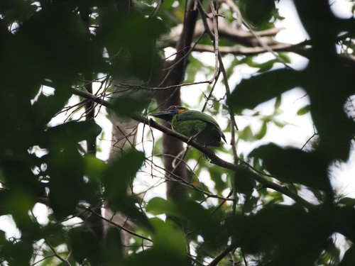 Red-crowned Barbet (Psilopogon rafflesii), photo 10