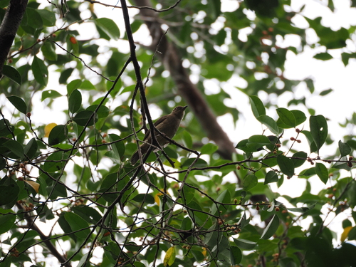 Asian Red-eyed Bulbul (Pycnonotus brunneus), photo 8