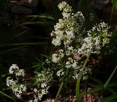 Galium mollugo