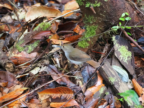 White-chested Babbler (Pellorneum rostratum), photo 4